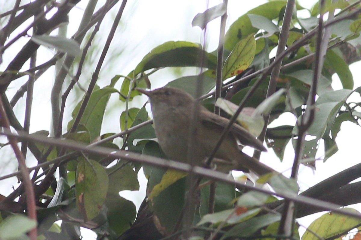 Brownish-flanked Bush Warbler - Ting-Wei (廷維) HUNG (洪)