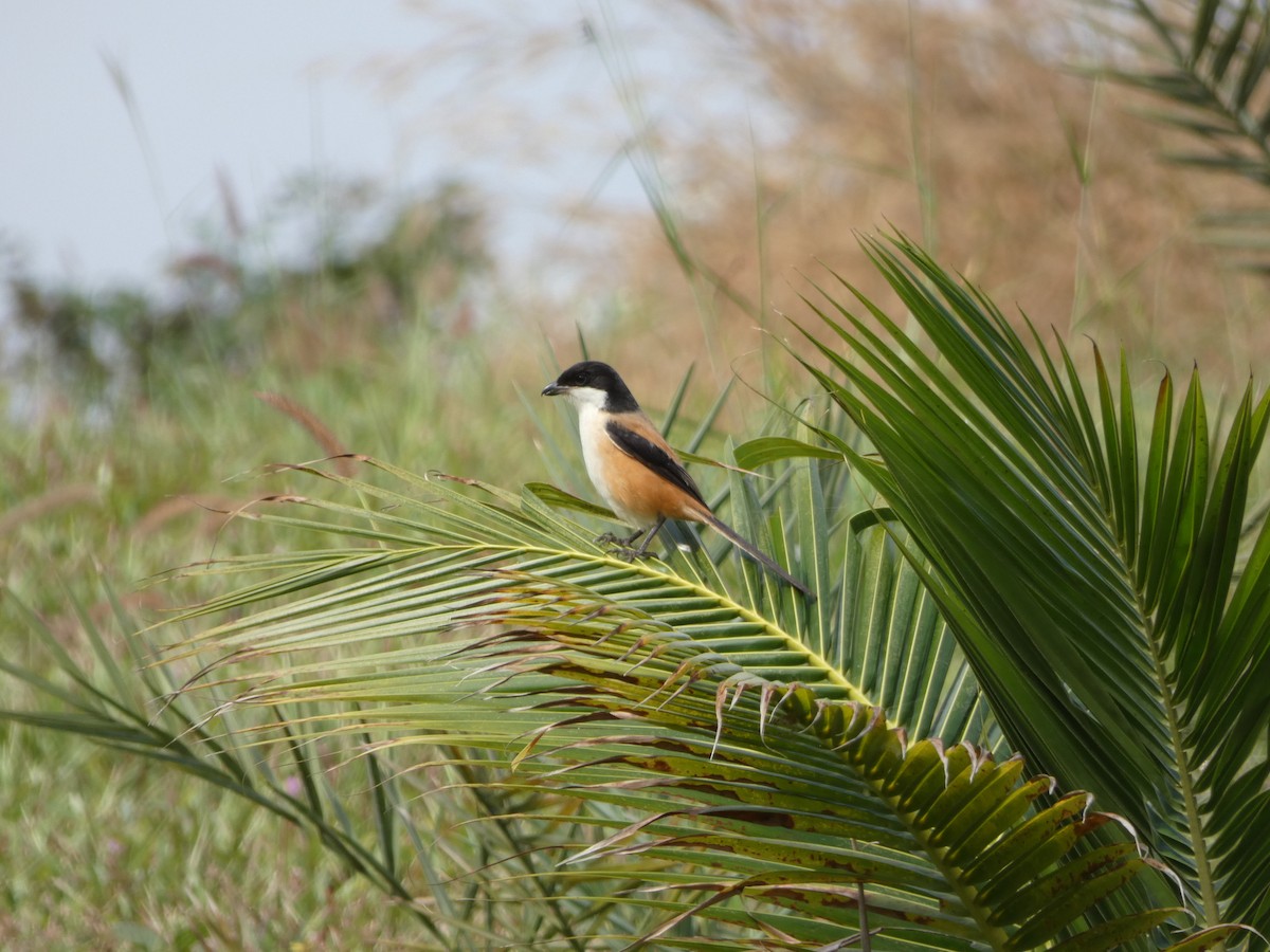 Long-tailed Shrike - ML80646811