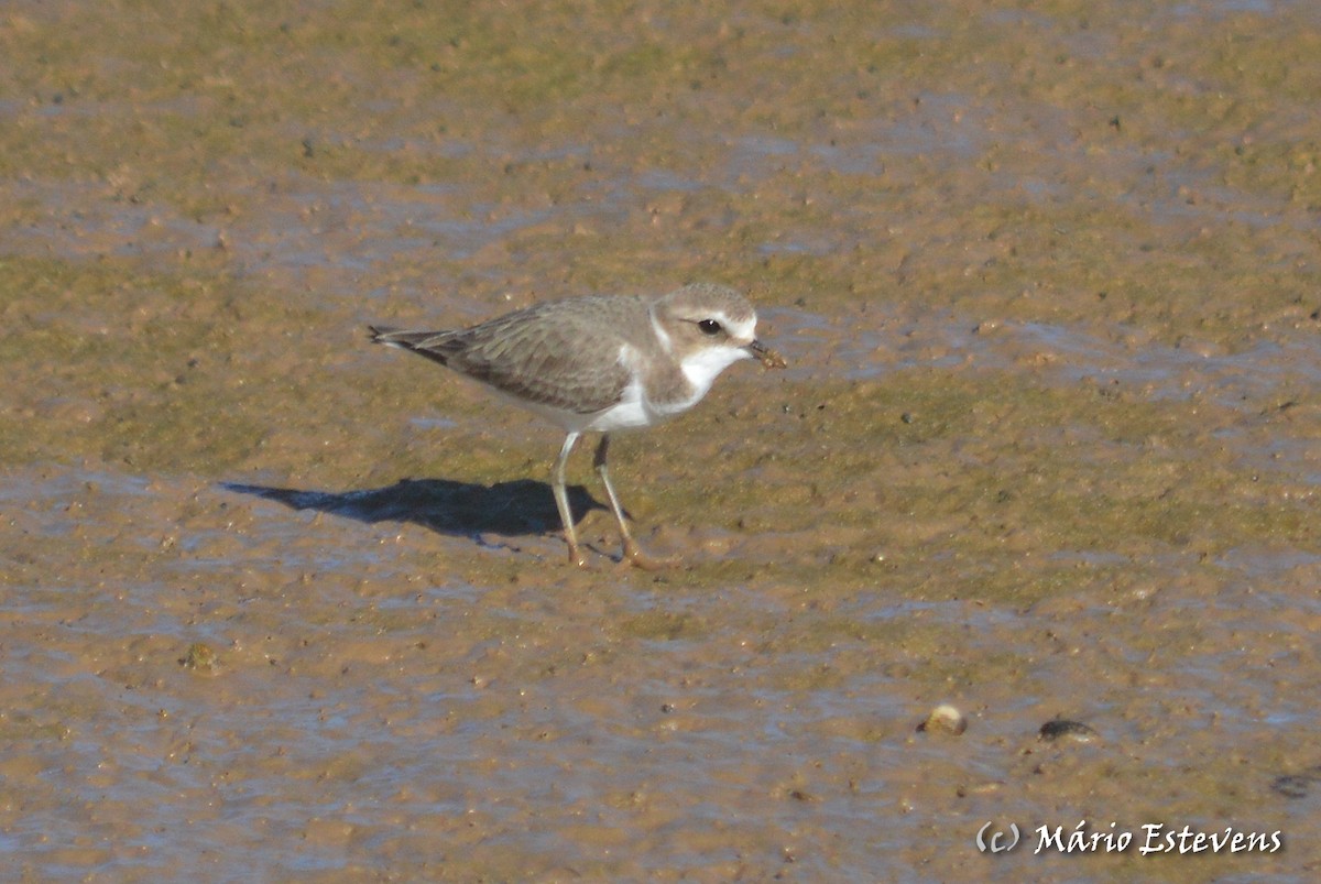 Kentish Plover - ML80646921