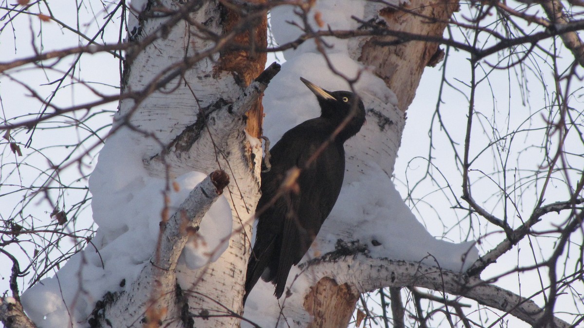 Black Woodpecker - ML80648531