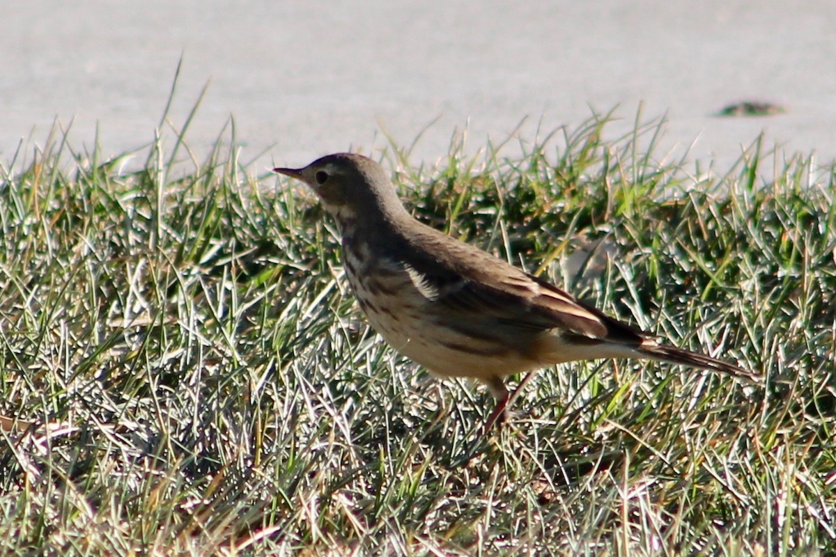 American Pipit - ML80648591