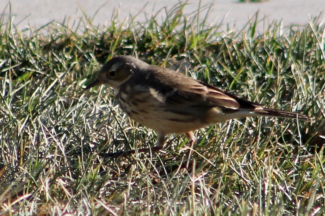 American Pipit - Holly Kleindienst