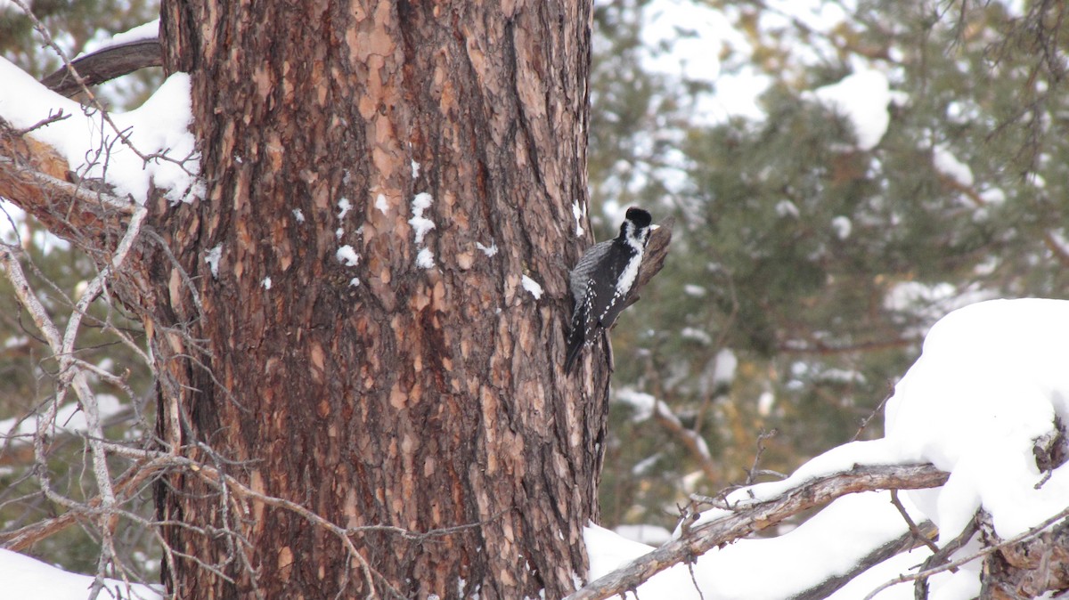 Eurasian Three-toed Woodpecker - ML80648691