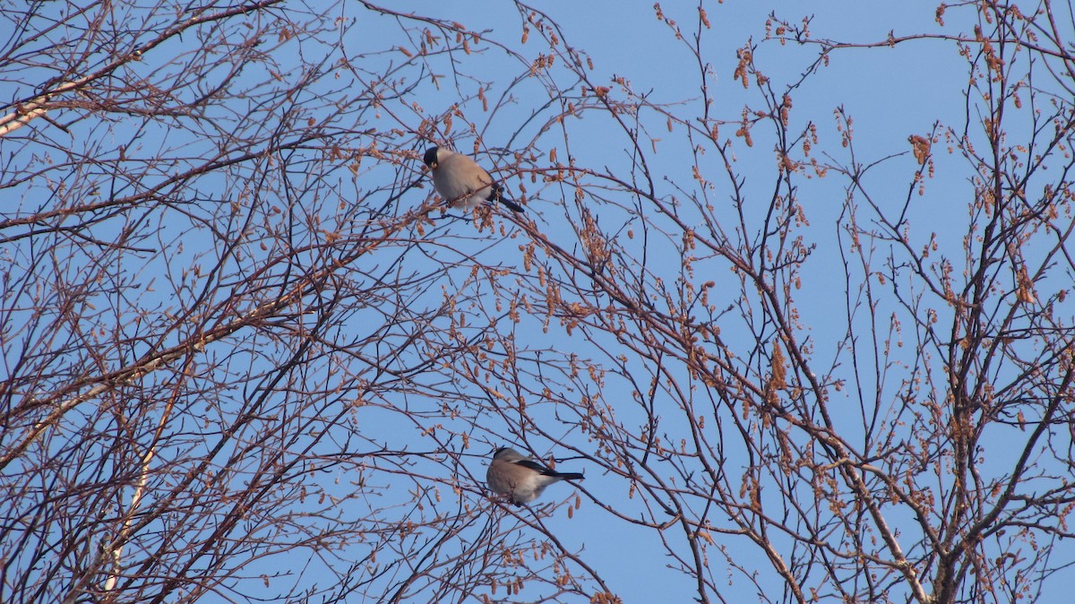 Eurasian Bullfinch - ML80648771