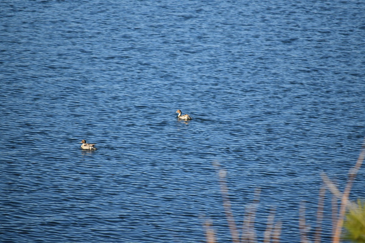 Northern Pintail - ML80649371