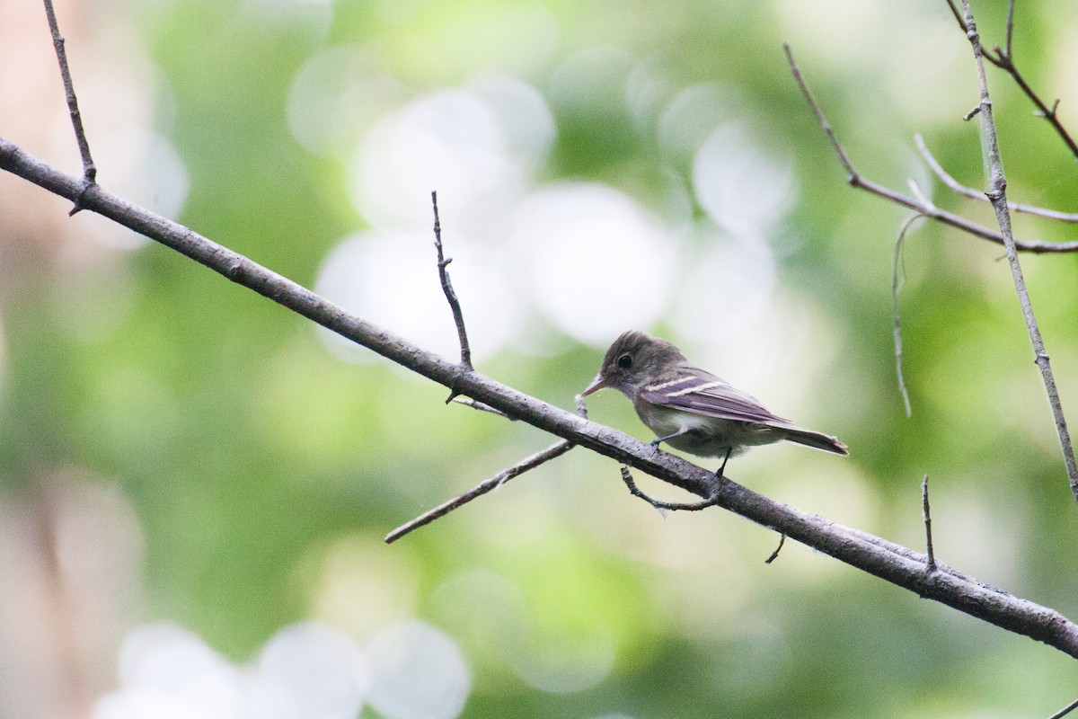 Acadian Flycatcher - ML80651021