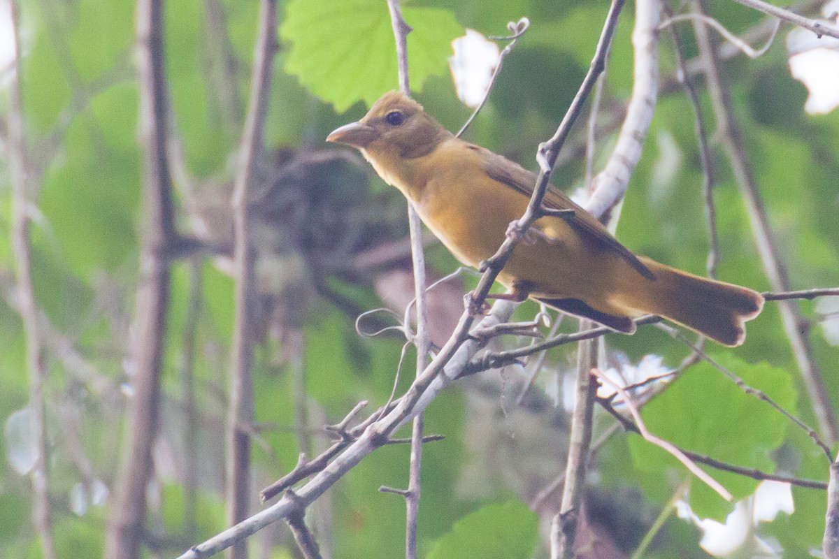 Summer Tanager - ML80651191