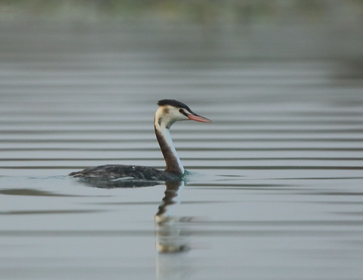 Great Crested Grebe - Arnab Pal