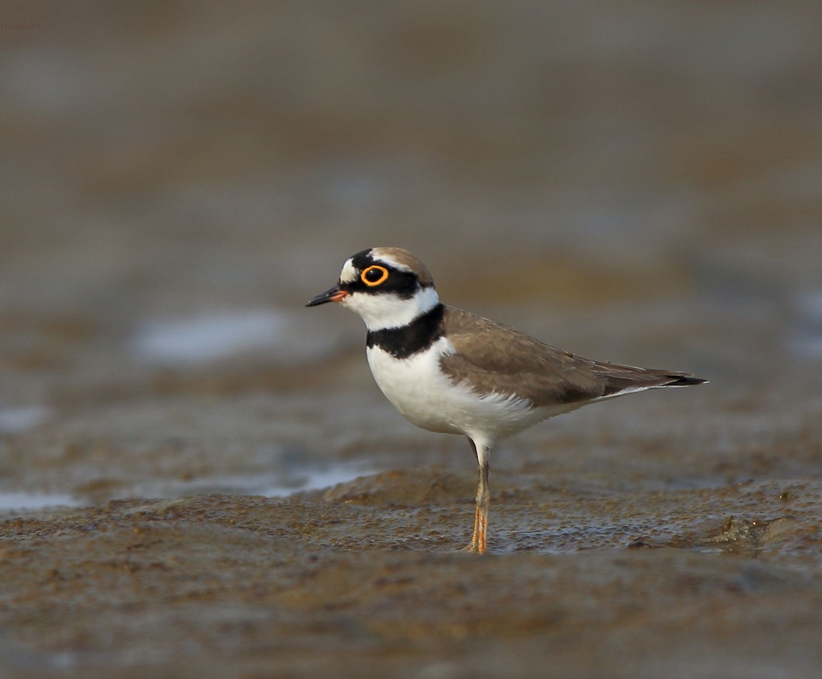 Little Ringed Plover - ML80651801