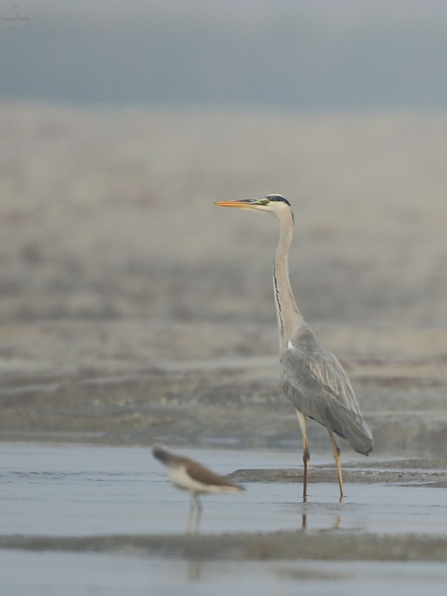 Gray Heron - ML80651911