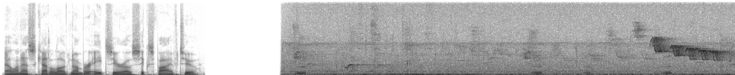 Rameron Pigeon - ML80652