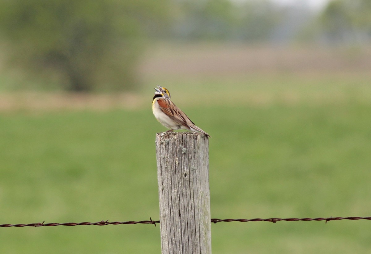 Dickcissel - ML80652301