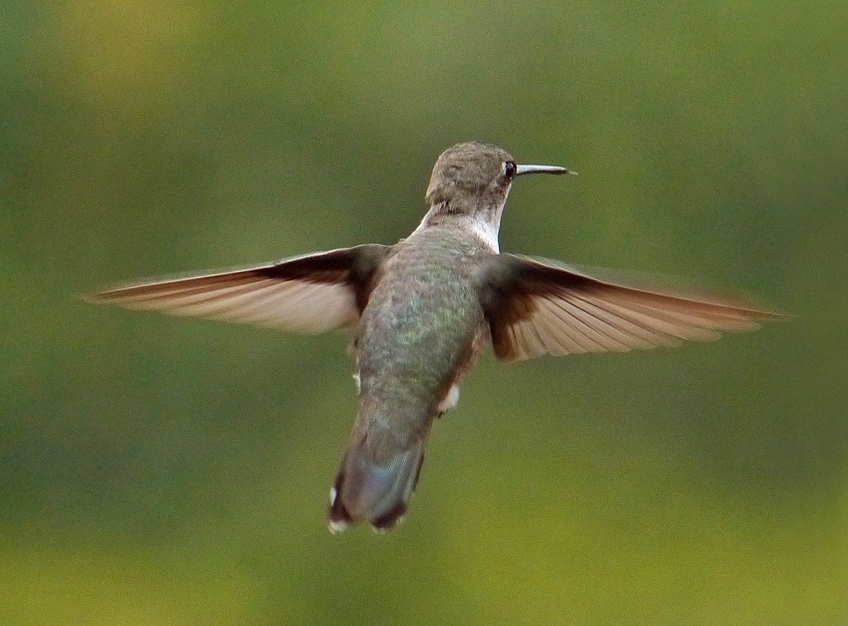 Colibri à gorge rubis - ML80654771