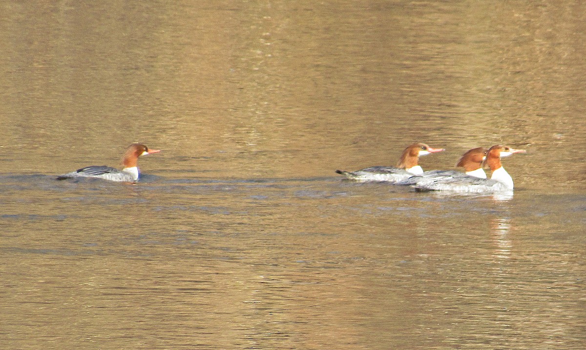 Common Merganser - Lori Owenby