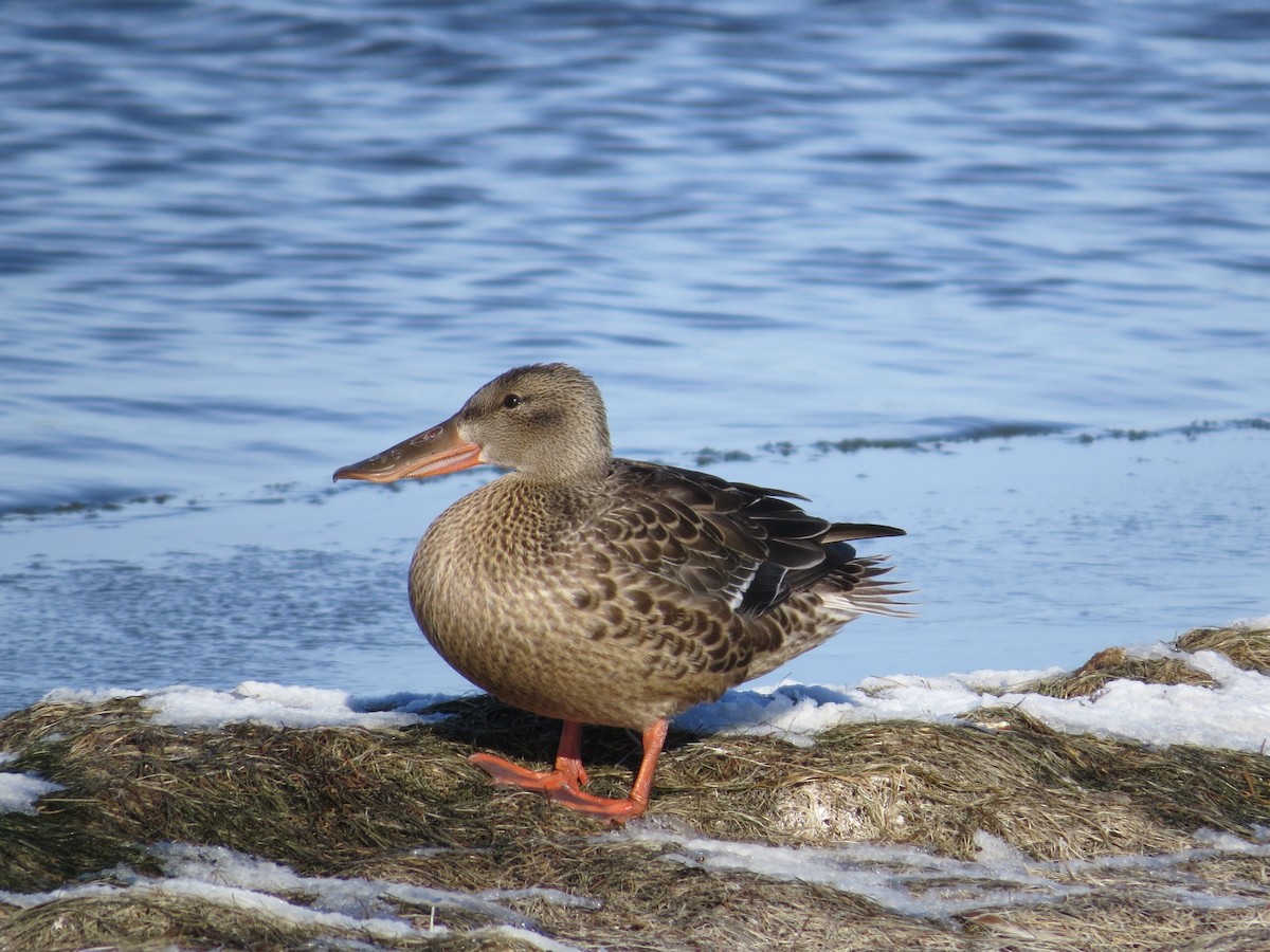 Northern Shoveler - Michael Butler