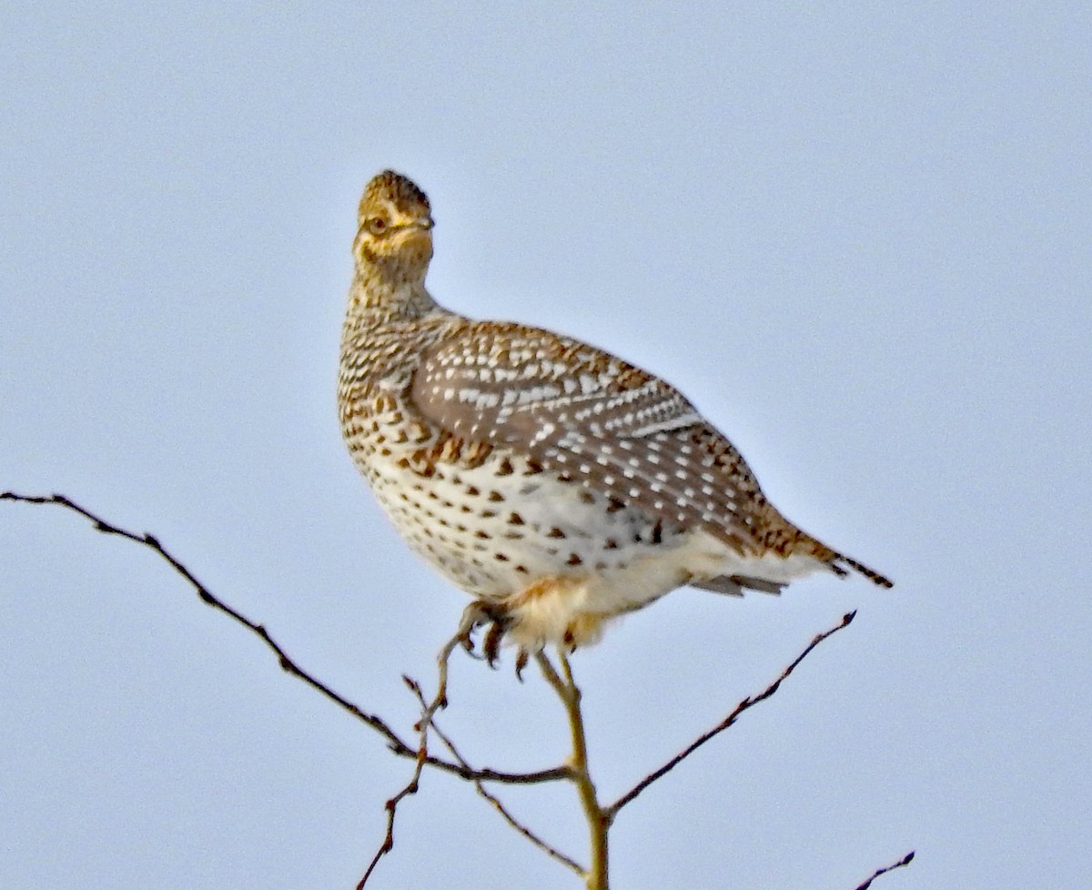 Sharp-tailed Grouse - ML80657061