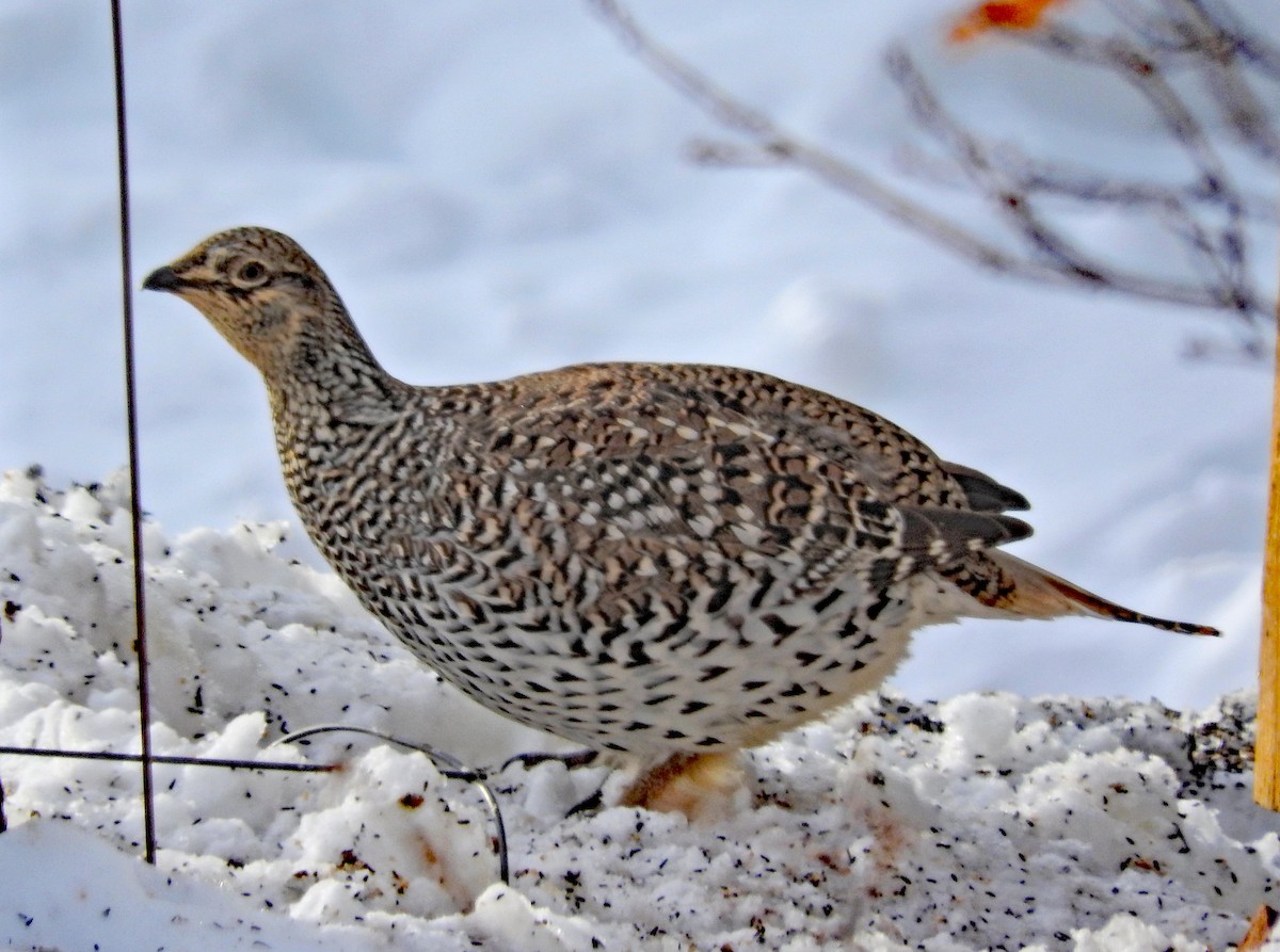 Sharp-tailed Grouse - ML80657081