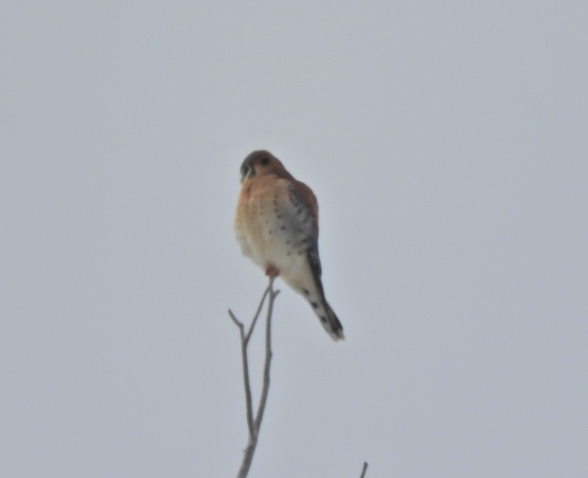 American Kestrel - ML80657331