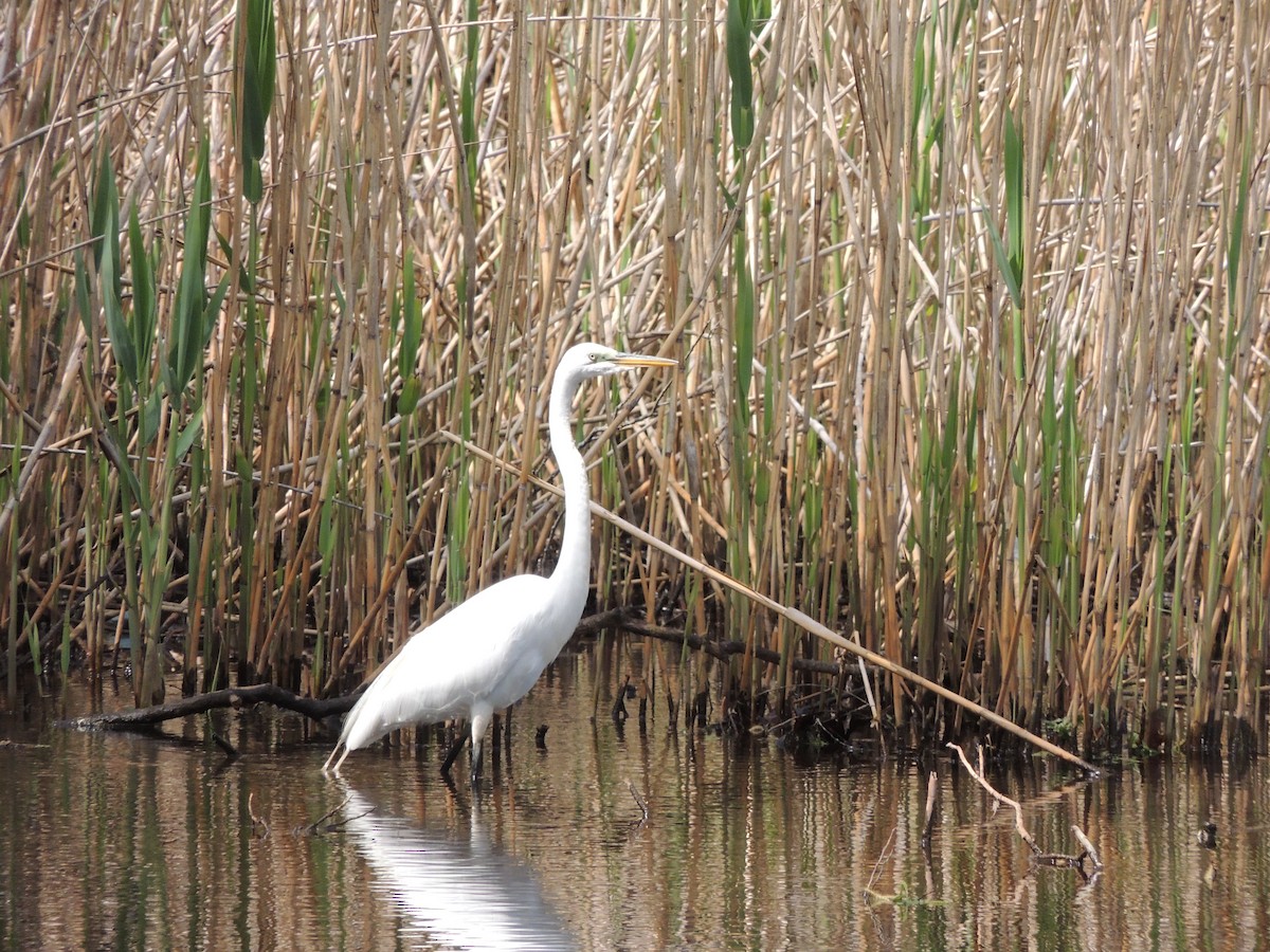 Great Egret - ML80657461