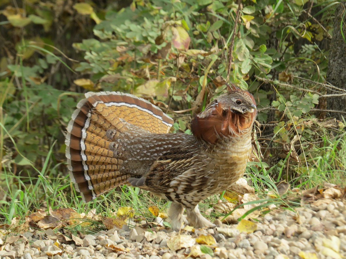 Ruffed Grouse - Michael Butler