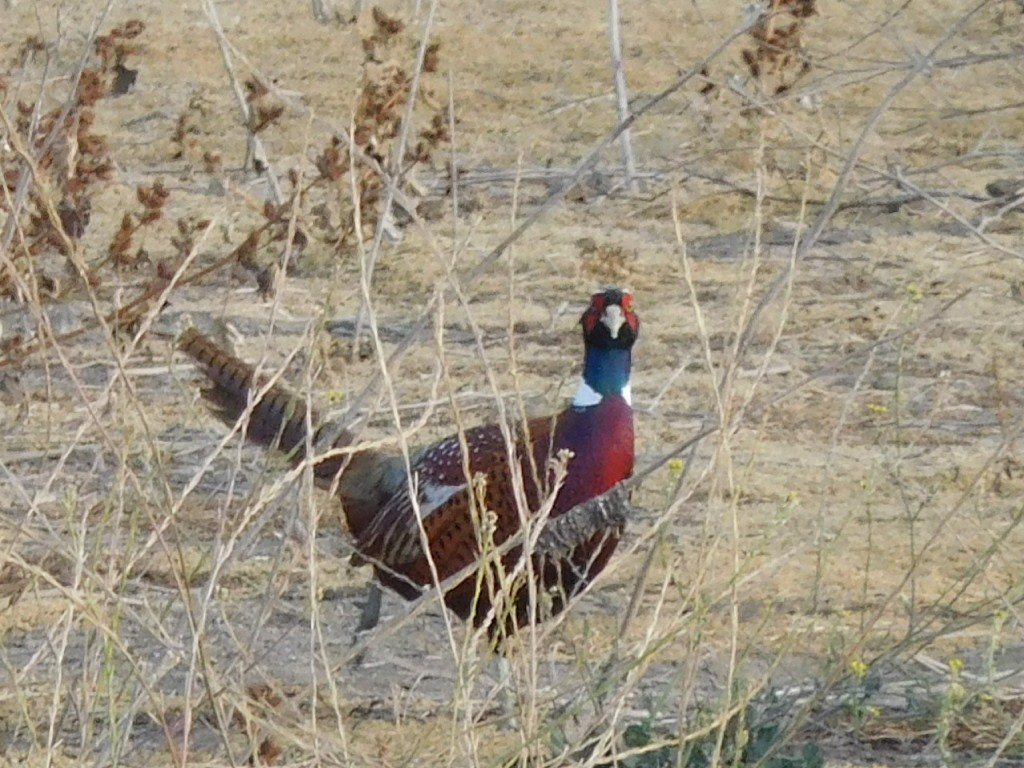 Ring-necked Pheasant - ML80660121