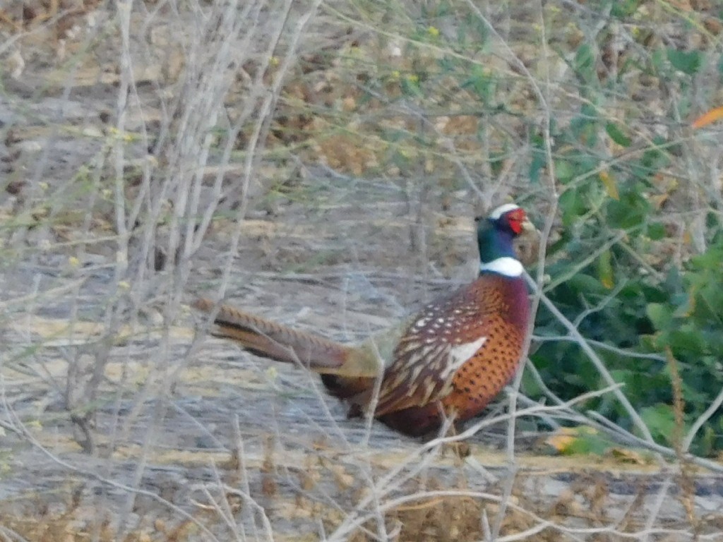 Ring-necked Pheasant - ML80660131
