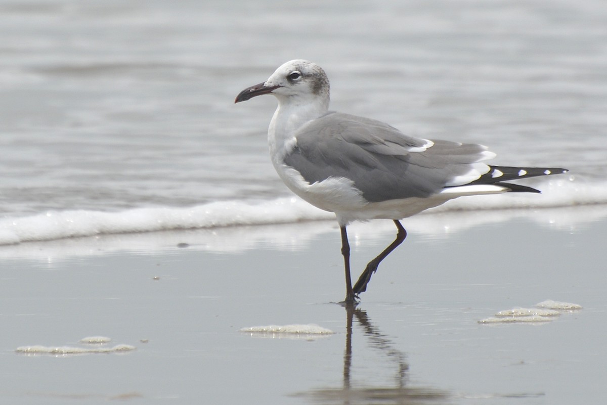 Laughing Gull - ML80660811