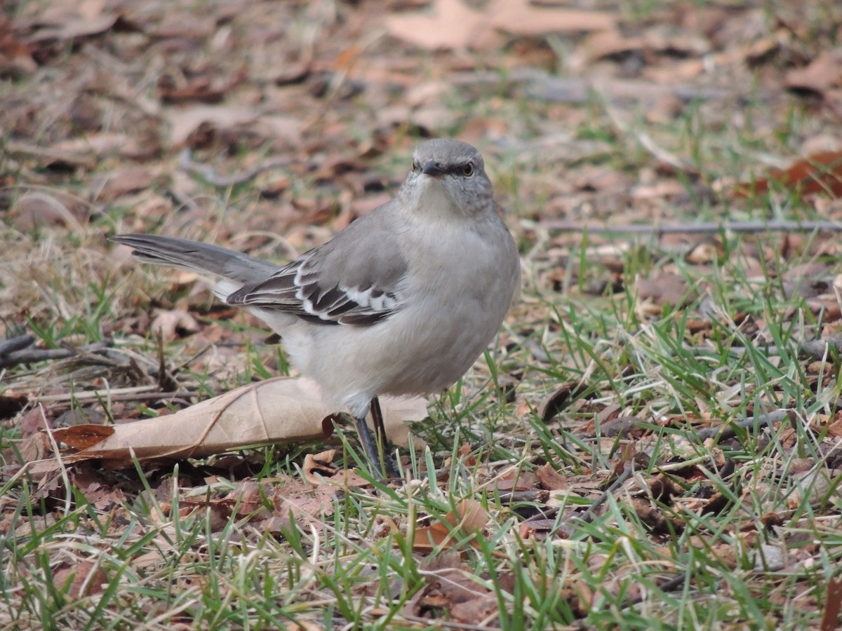 Northern Mockingbird - ML80662231