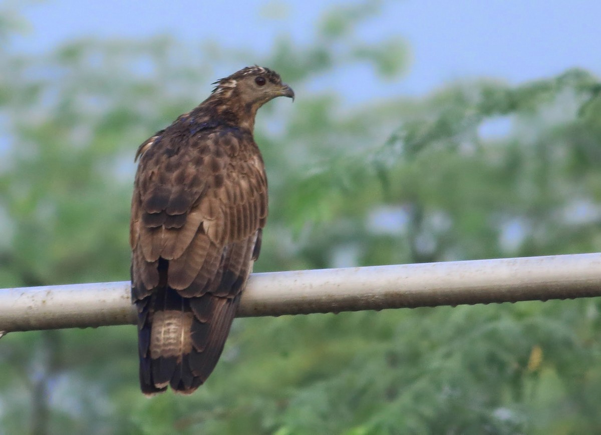 Oriental Honey-buzzard - ML80662311