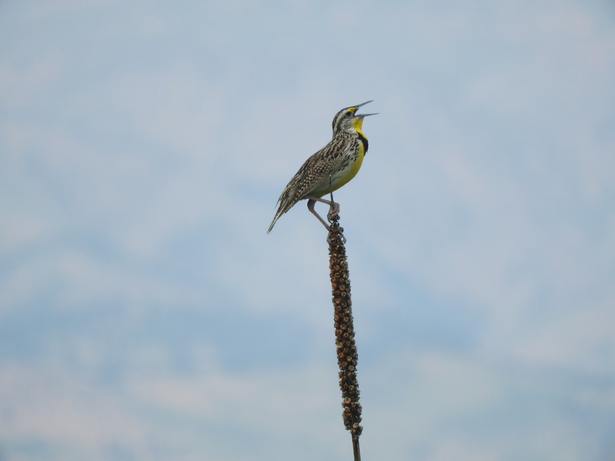 Western Meadowlark - ML80662391