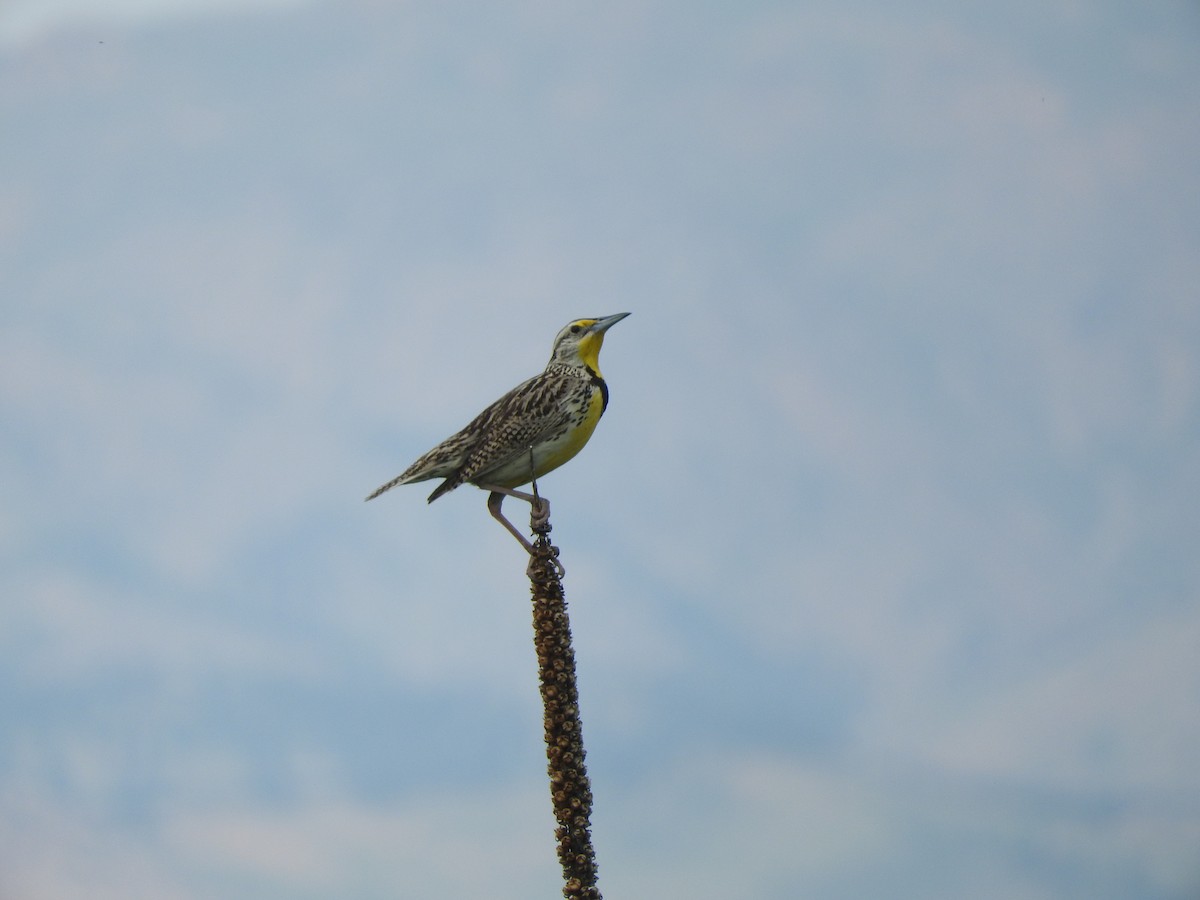 Western Meadowlark - ML80662571