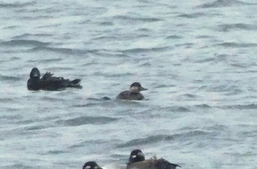 Black Scoter - Yves Scholten