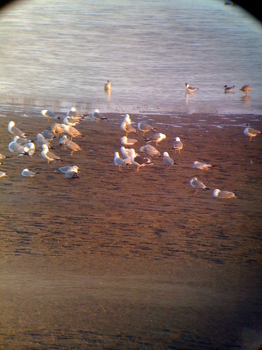 Gaviota de Kamchatka - ML80663601