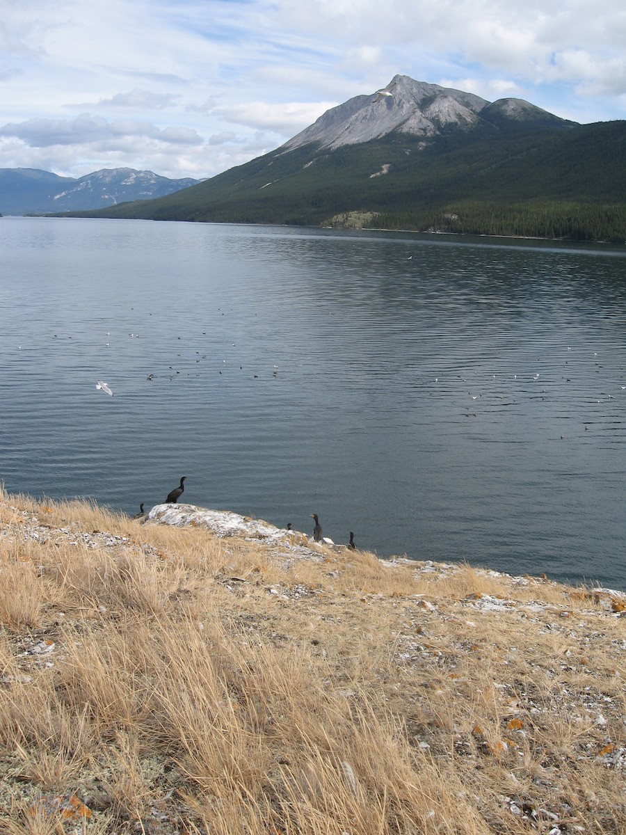 Herring Gull - ML80663761