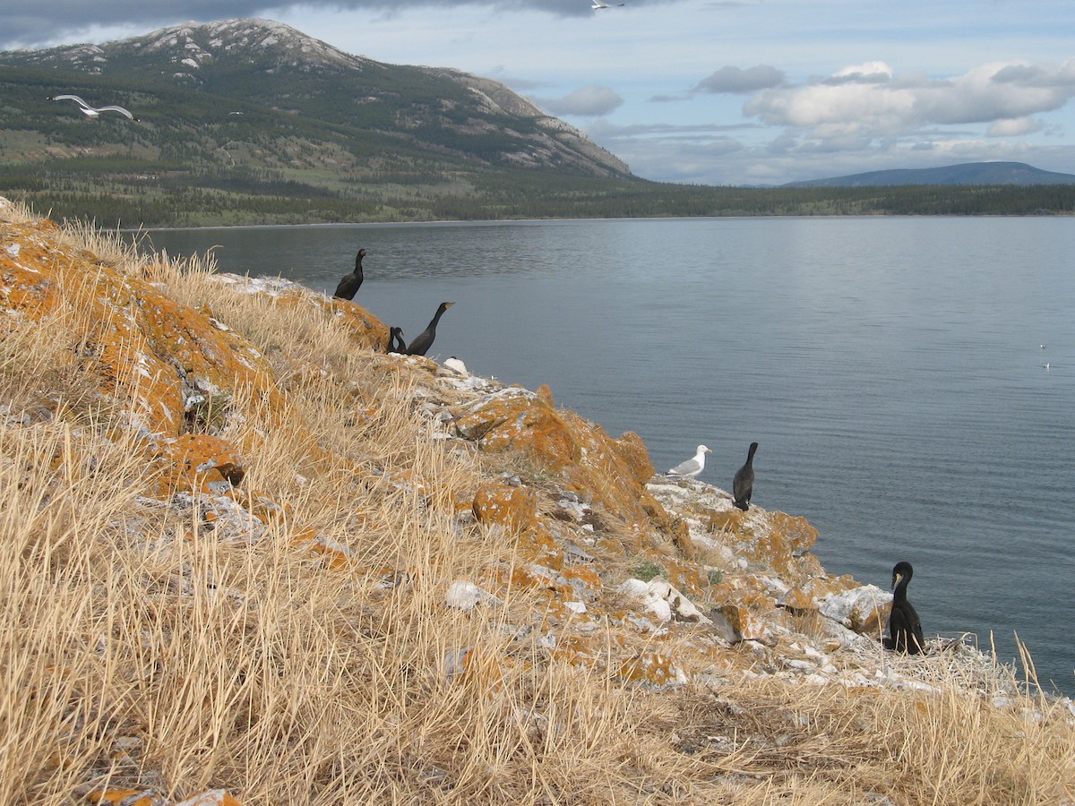 Double-crested Cormorant - ML80663781