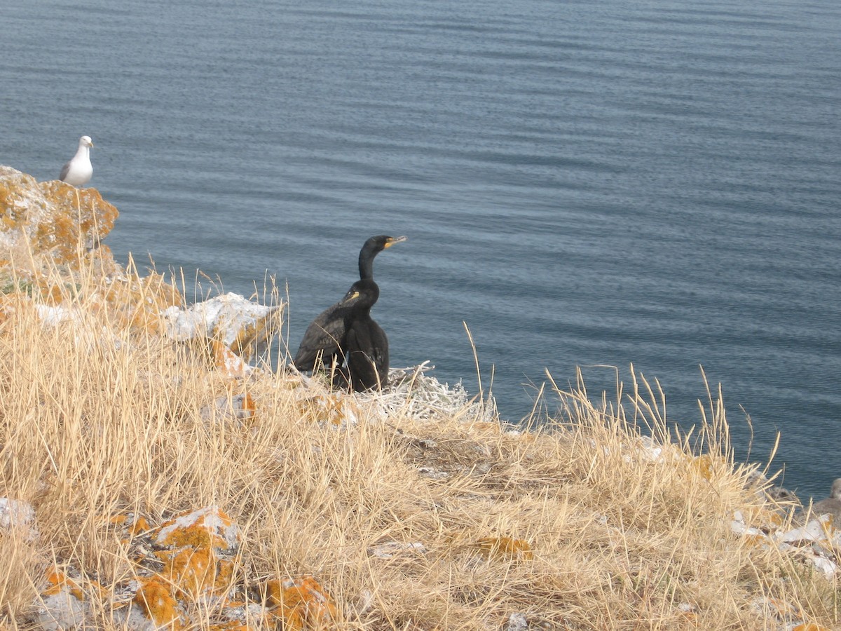 Cormoran à aigrettes - ML80663791