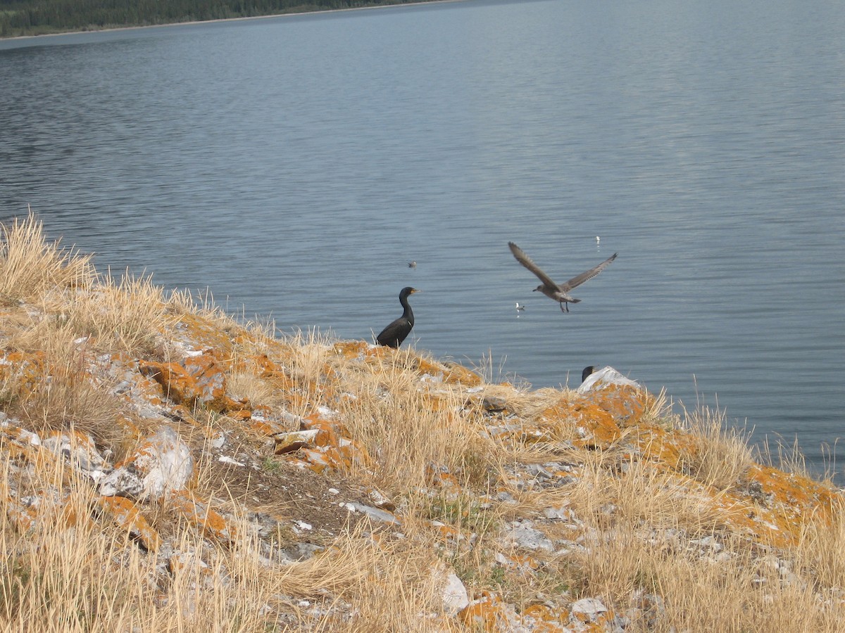 Gaviota Argéntea - ML80663891