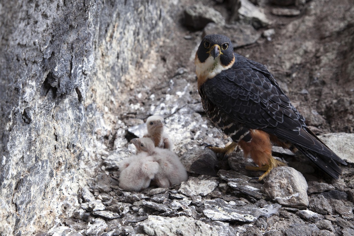 Orange-breasted Falcon - Gustavo Diniz Mendes de Carvalho Gustavo Diniz