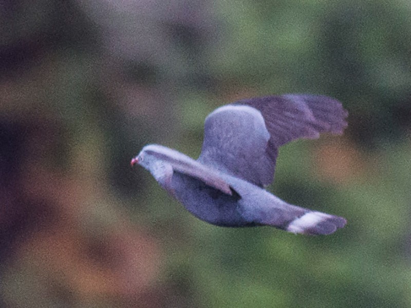 Trocaz Pigeon