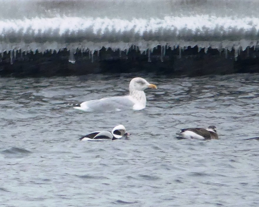 Gaviota Argéntea - ML80665261