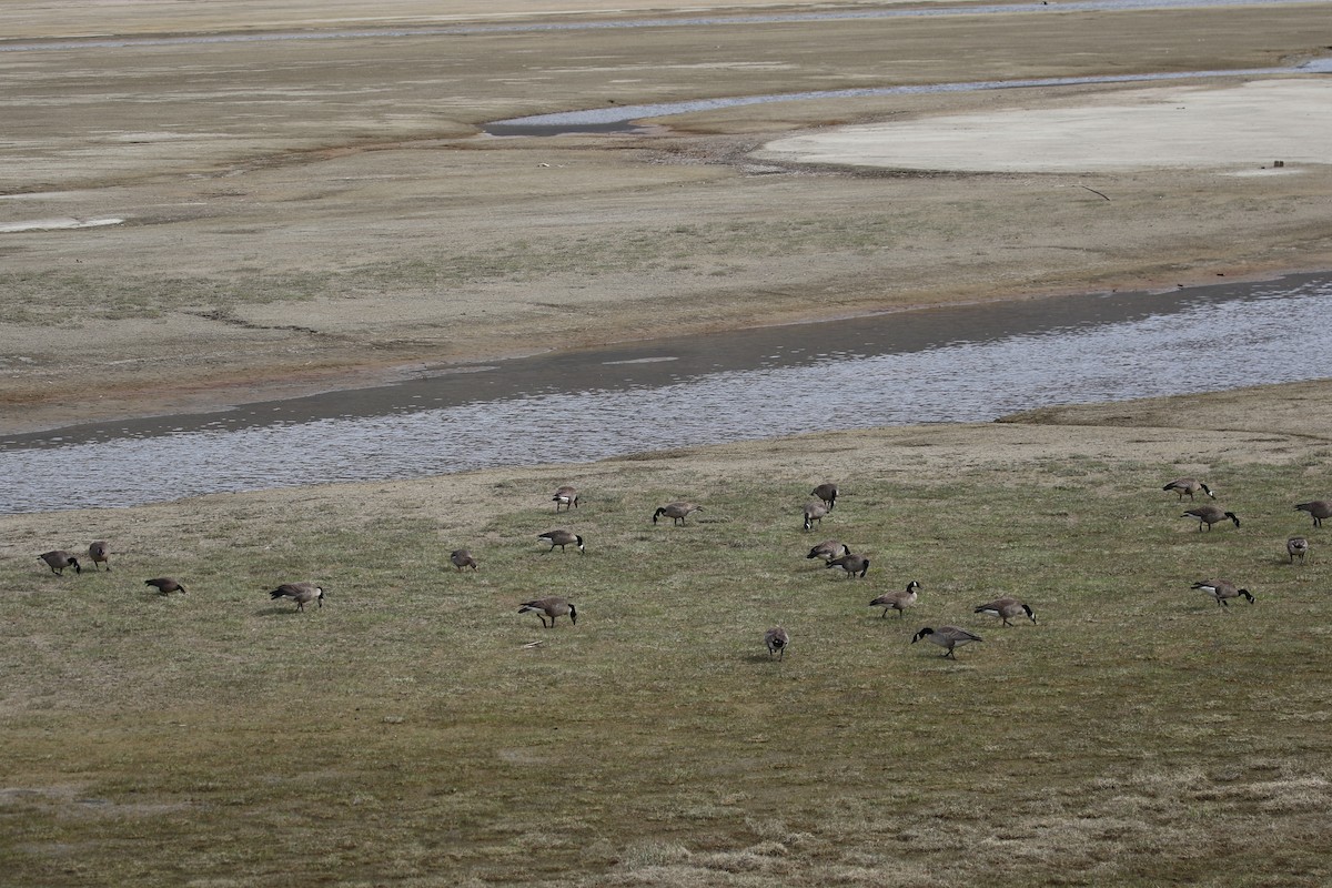 Canada Goose - ML80667361