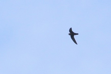 White-chinned Swift - Alex Wiebe