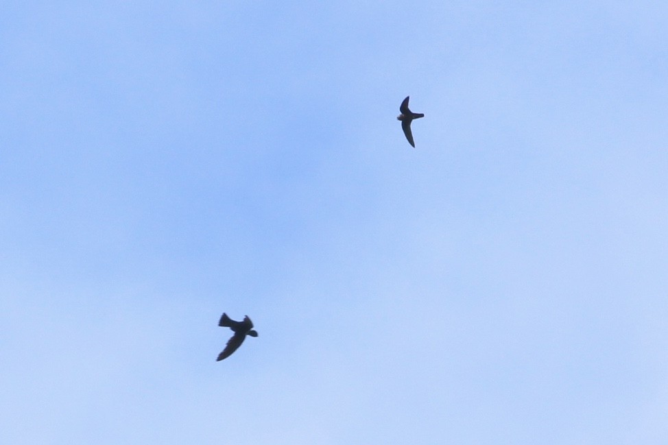 White-chinned Swift - Alex Wiebe