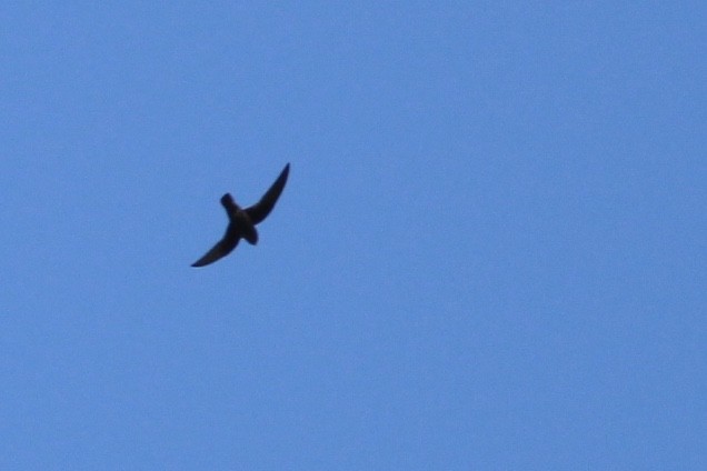 White-chinned Swift - ML80667581