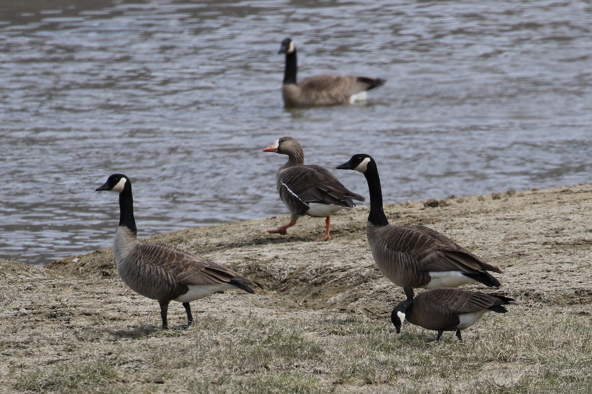 Greater White-fronted Goose - ML80667701