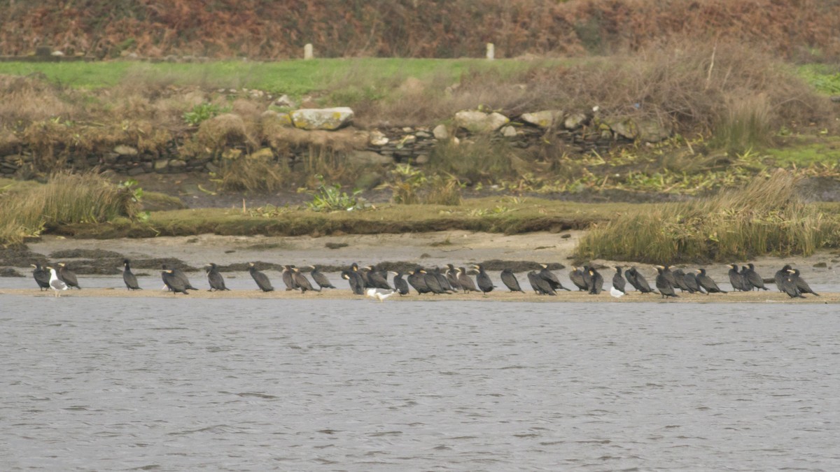 Great Cormorant - ML80670601