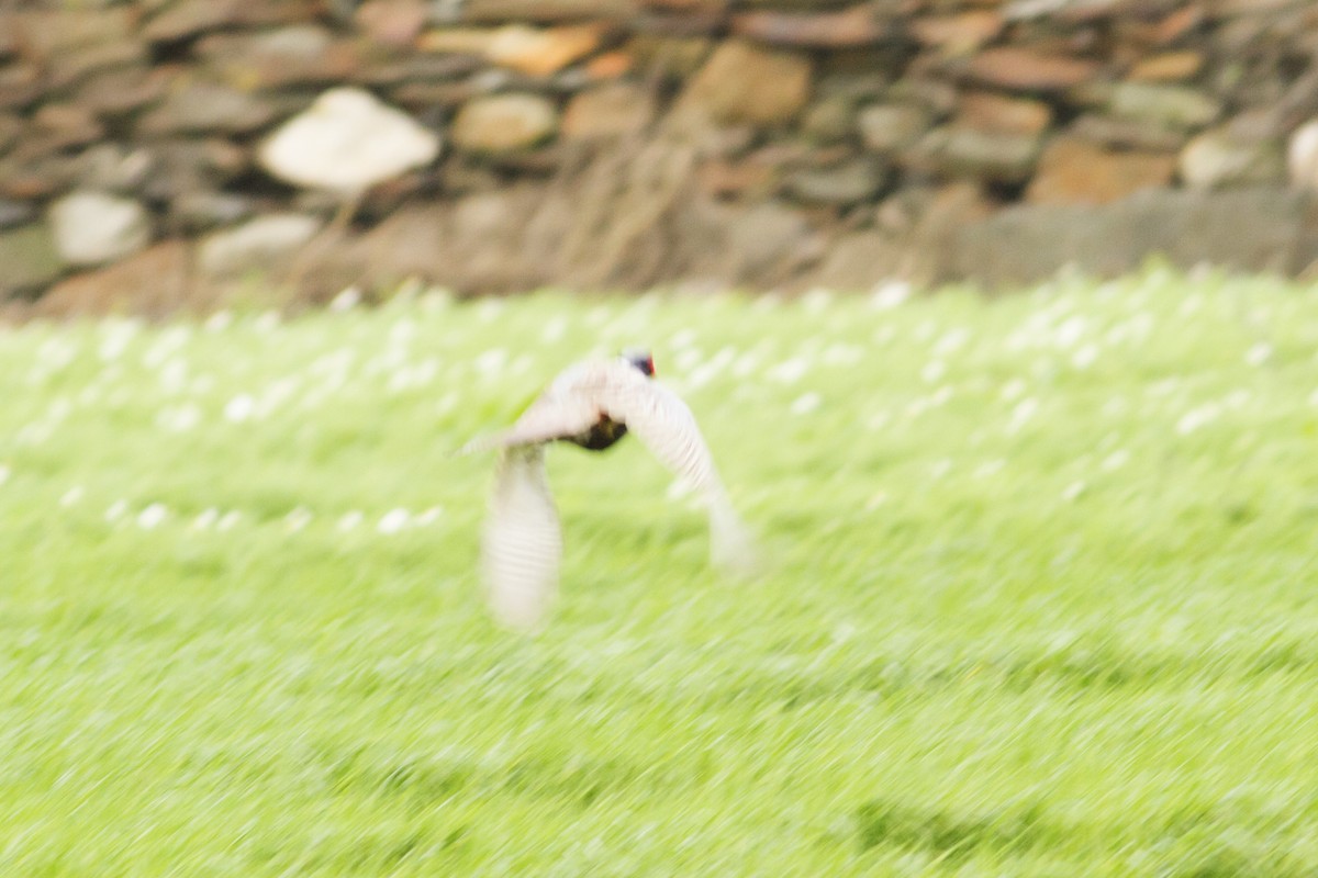 Ring-necked Pheasant - Vasco Flores Cruz