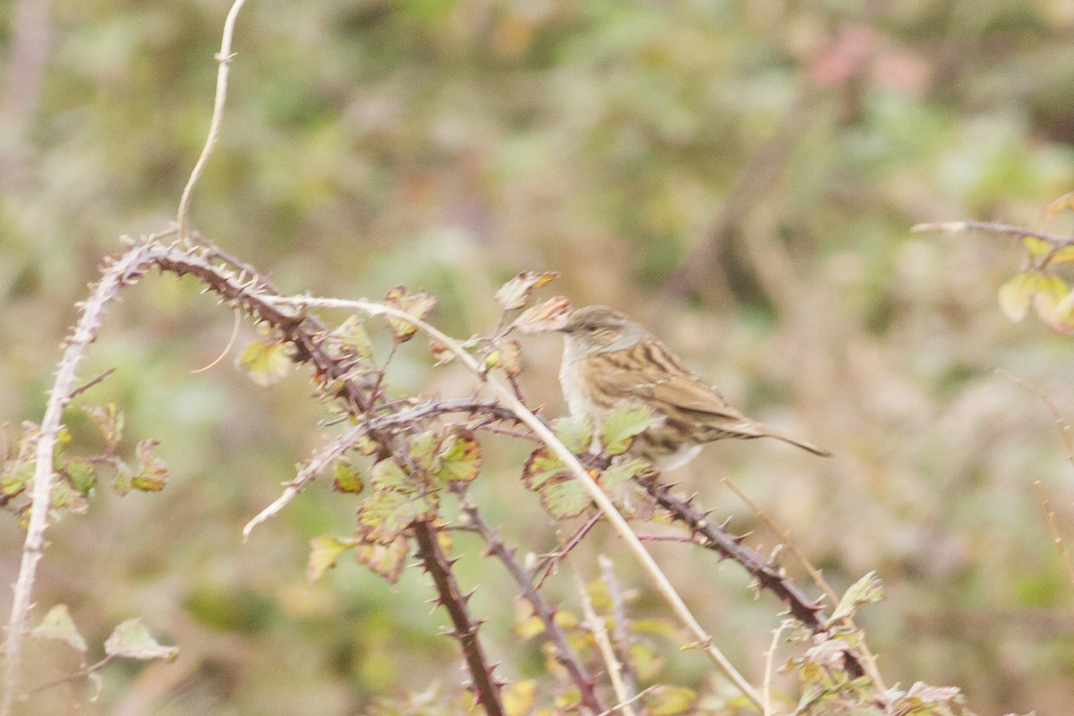 Dunnock - ML80671081