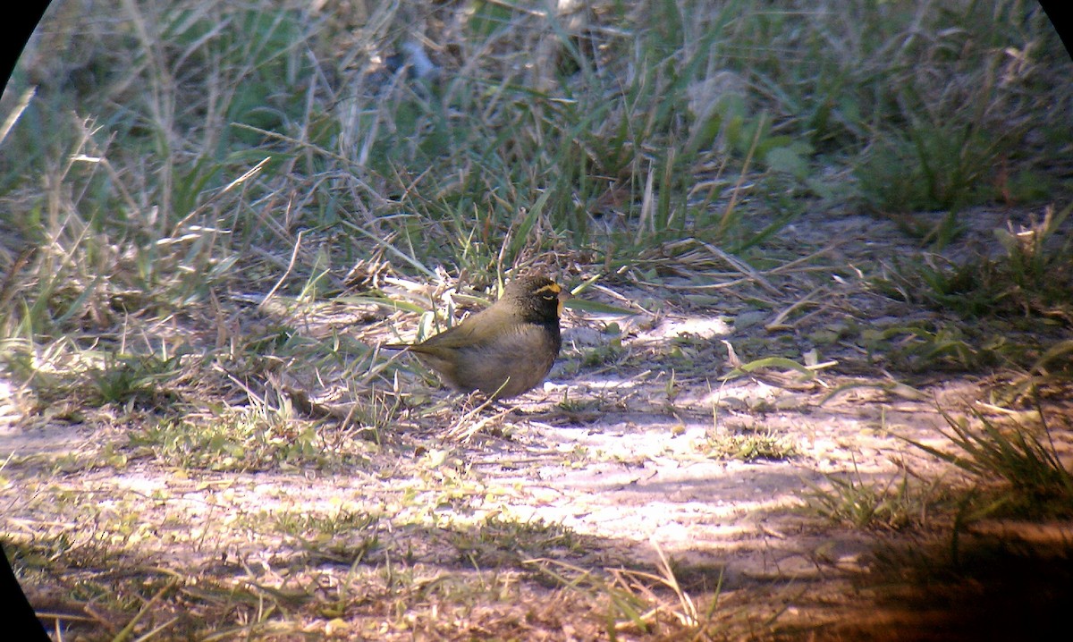 Yellow-faced Grassquit - ML80671311