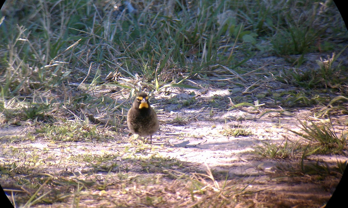 Yellow-faced Grassquit - ML80671321